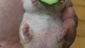 网红老王吃瓜,揭秘幕后真相！