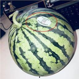 500块网红吃瓜,揭秘网红圈背后的真实故事