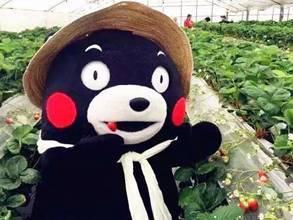 吃瓜熊圈网红事件,揭秘网络舆论背后的真相与争议